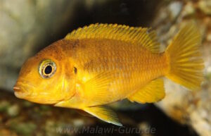 Tropheops sp. 'chilumba' Chitande Island